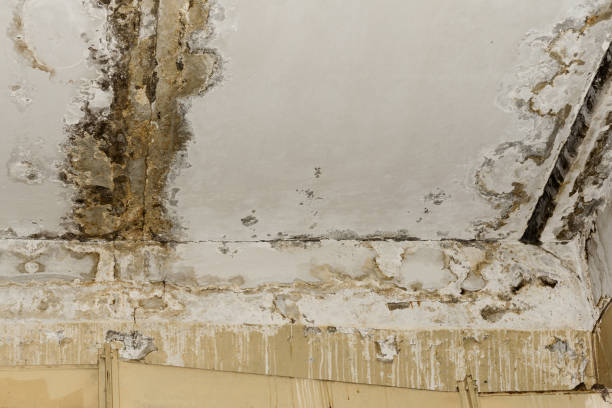 Mold Remediation for Rental Properties in Lake Hiawatha, NJ