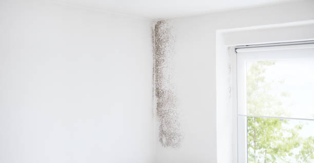 Best Mold Removal for HVAC Installations  in Lake Hiawatha, NJ
