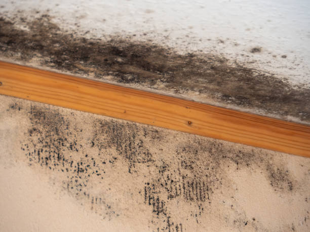 Best Mold Prevention Services  in Lake Hiawatha, NJ