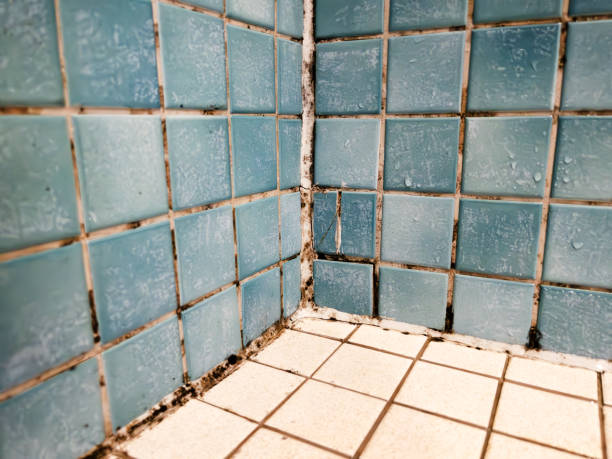 Best HVAC Mold Inspection and Cleaning  in Lake Hiawatha, NJ