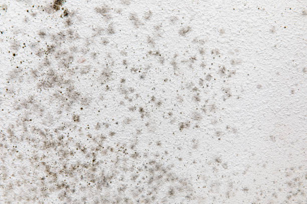 Best Environmental Consulting for Mold Prevention  in Lake Hiawatha, NJ