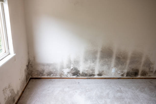 Best Dehumidification Services  in Lake Hiawatha, NJ