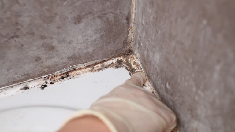 Best Black Mold Removal  in Lake Hiawatha, NJ